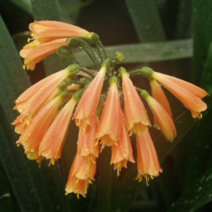 Clivia x Cyrtanthiflora Hybrid - Ladybird Nursery