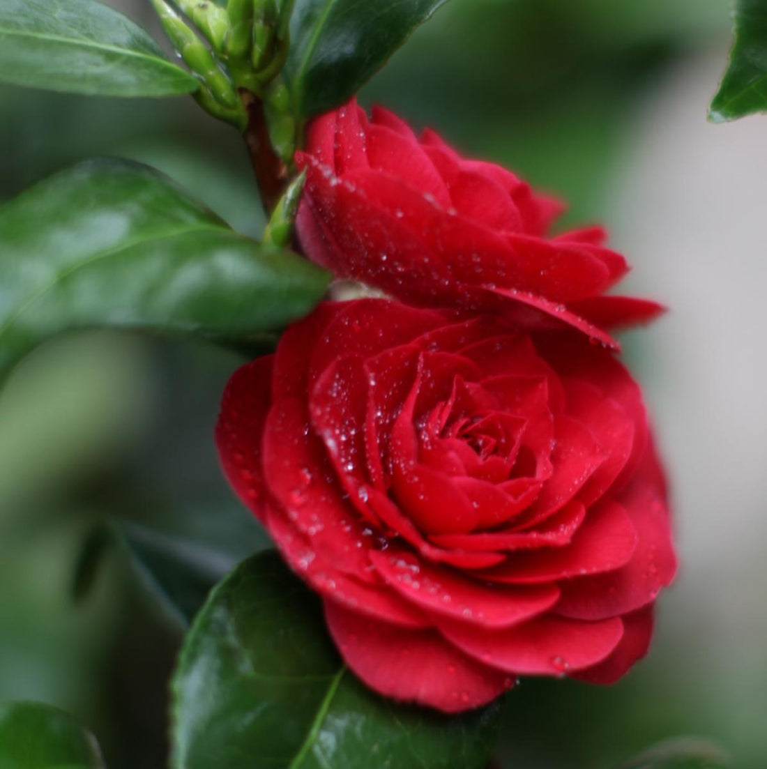 Camellia Black Lace (Camellia japonica) - Ladybird Nursery