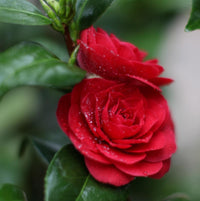 Camellia Black Lace (Camellia japonica)