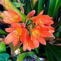 Clivia Hybrid Orange - Ladybird Nursery