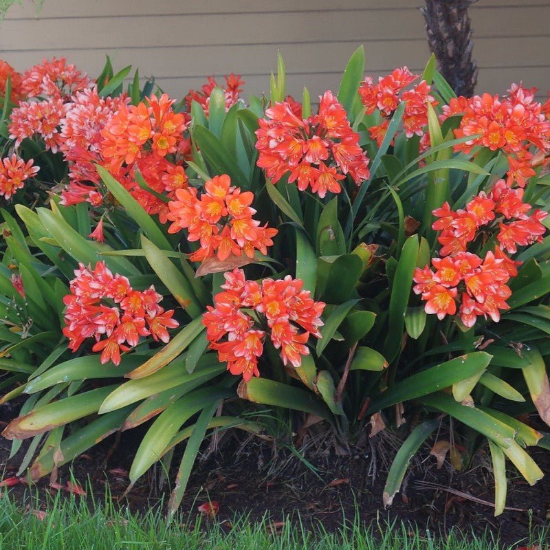 Bush Lily Mixed (Clivia miniata) - Ladybird Nursery