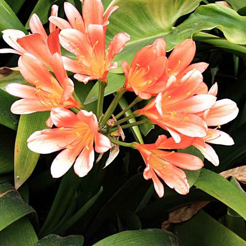 Bush Lily Mixed (Clivia miniata)