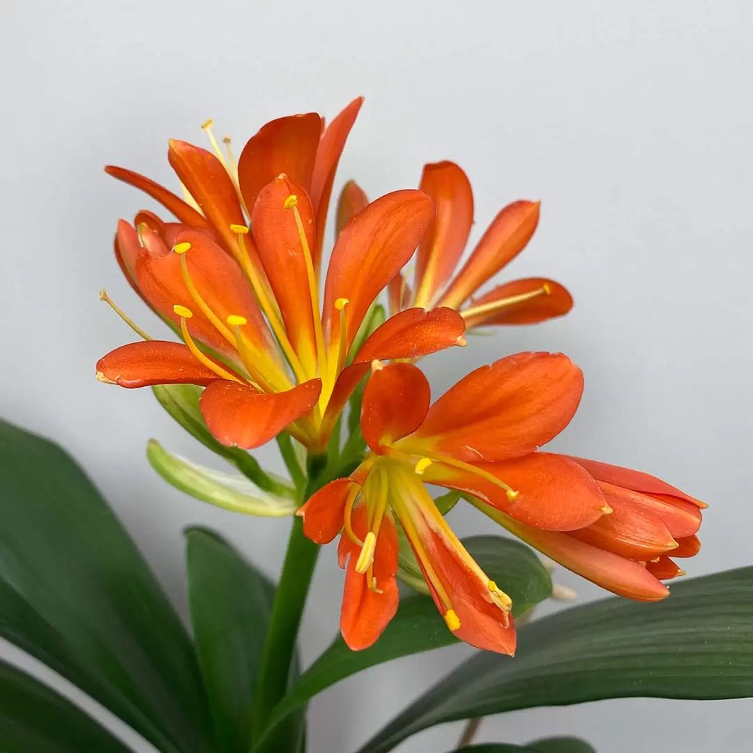 Bush Lily Multi - petal (Clivia miniata) 200mm - Ladybird Nursery