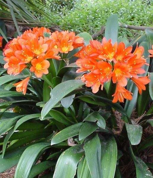 Bush Lily Twins (Clivia miniata)