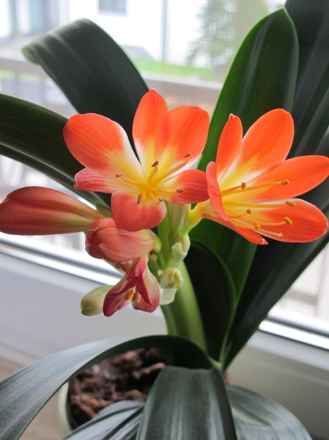 Bush Lily Orange (Clivia miniata)