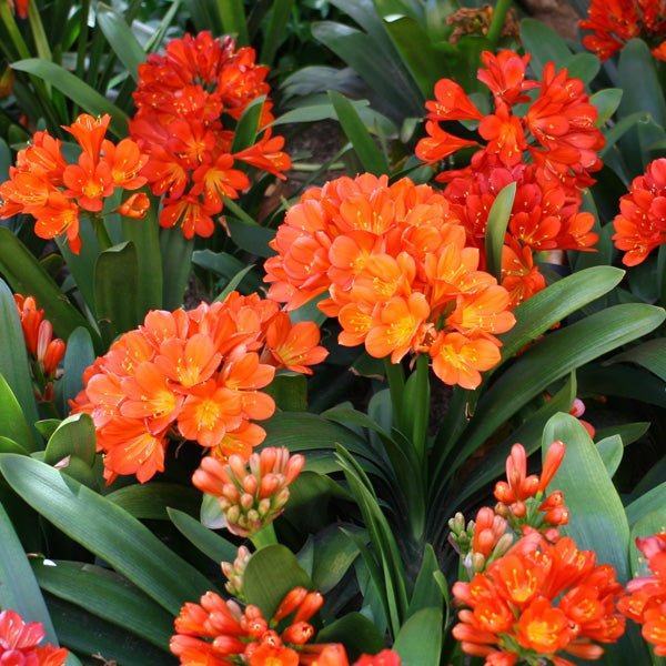 Bush Lily Twins (Clivia miniata) - Ladybird Nursery
