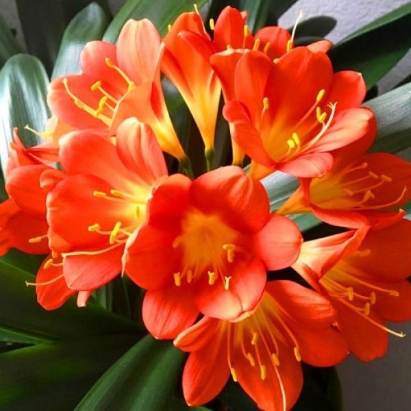 Clivia Belgian Hybrid
