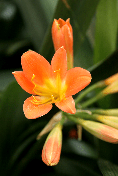 Bush Lily Orange (Clivia miniata)