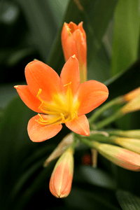 Clivia Orange (Clivia miniata) - Ladybird Nursery