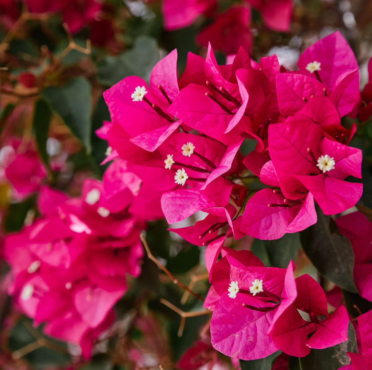 Bougainvillea Assorted Climbing (Bougainvillea glabra)