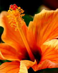 Chinese Hibiscus Fantasy Orange Sunburst (Hibiscus rosa-sinensis)