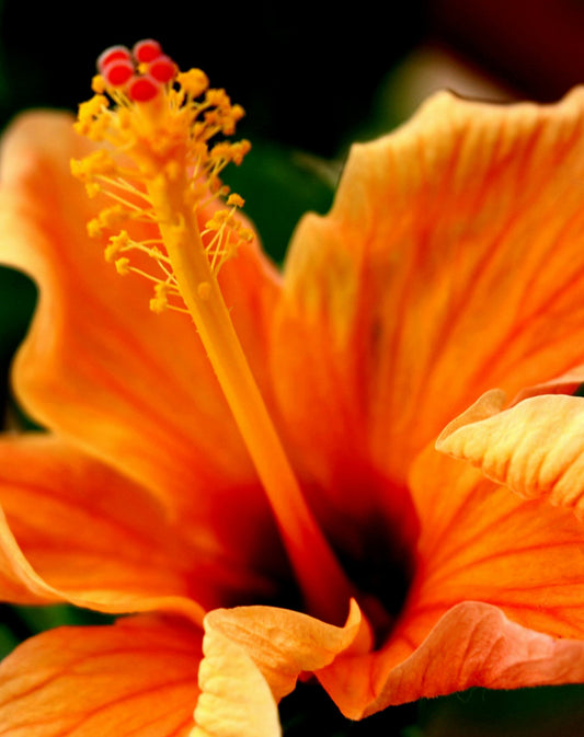 Chinese Hibiscus Fantasy Orange Sunburst (Hibiscus rosa-sinensis)