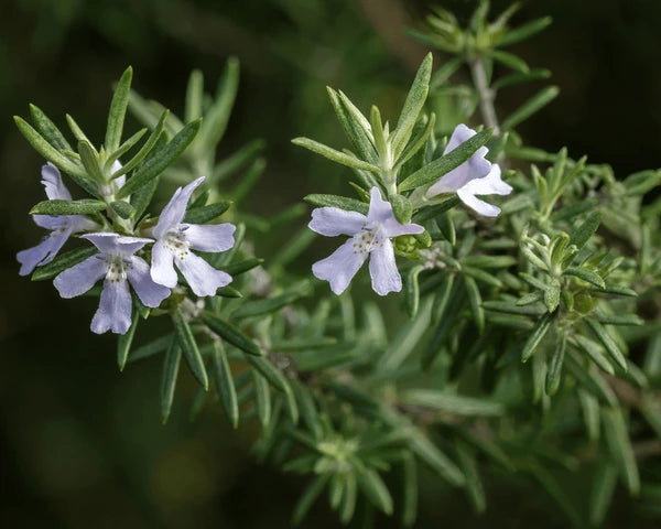 Coastal Rosemary Sea Mist (Westringia)