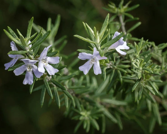 Coastal Rosemary Sea Mist (Westringia)