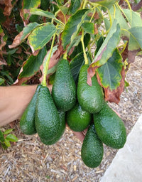 Avocado Zutano Seedling - Ladybird Nursery