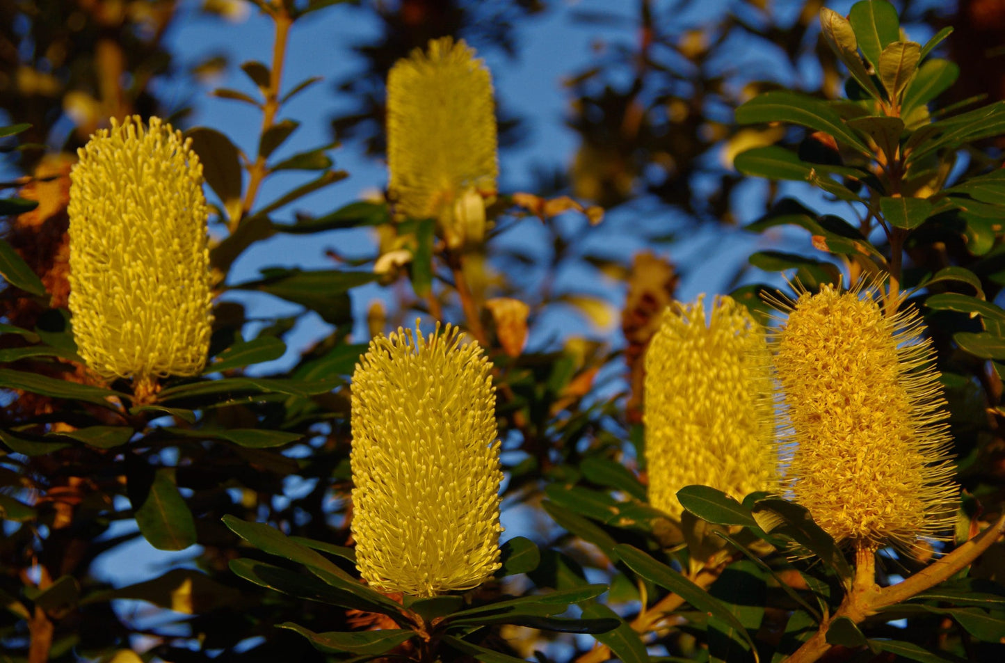 Birdsong Banksia (140mm pot)