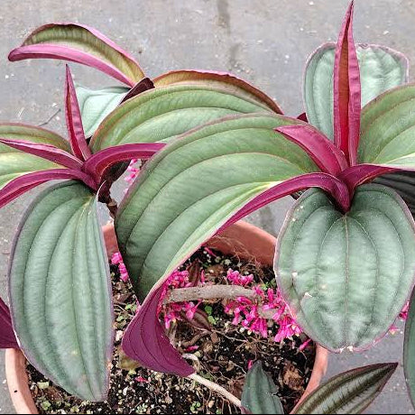 Medinilla coccinea (Medinilla)