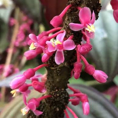 Medinilla coccinea (Medinilla)