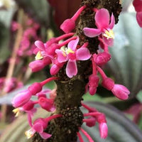 Medinilla coccinea (Medinilla)
