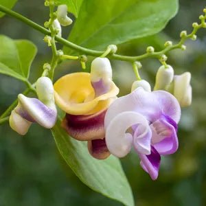 Corkscrew Flower Vine (Cochliasanthus caracalla) - Ladybird Nursery