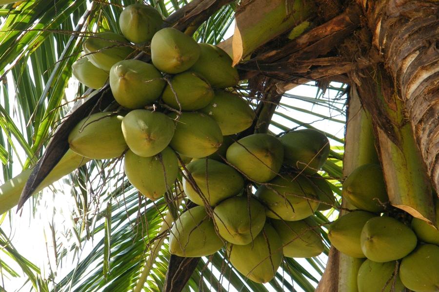 Dwarf Malay Coconut 'Bronze' - Ladybird Nursery