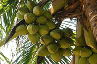 Dwarf Malay Coconut 'Bronze' - Ladybird Nursery