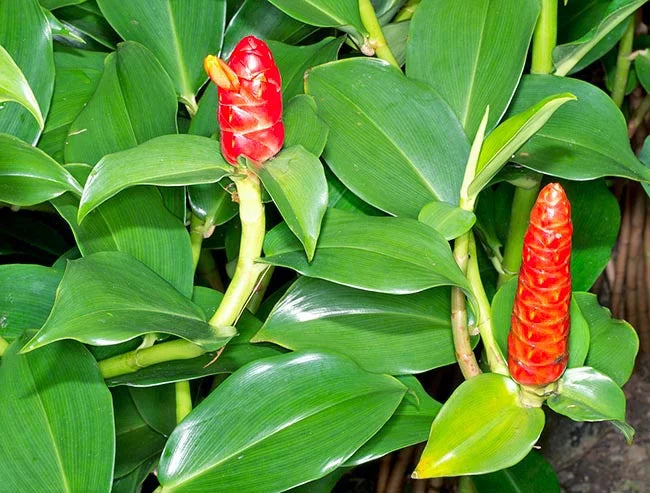 Belize Costus (Costus Belize)