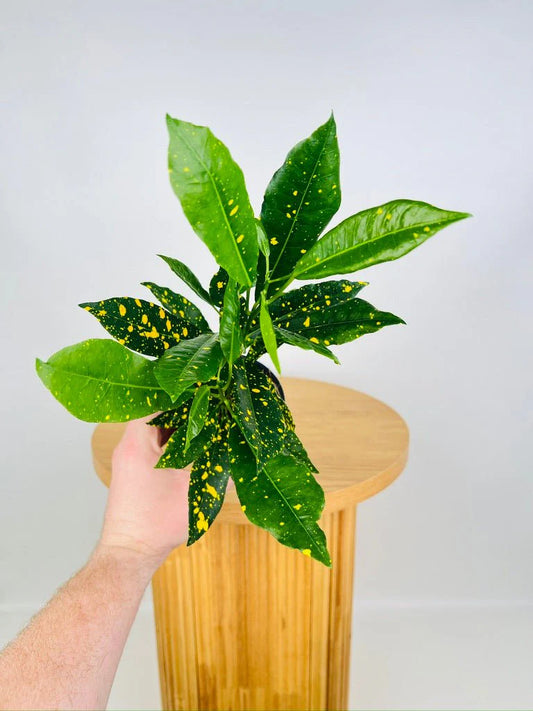 Croton 'Mad Painter' (Codiaeum variegatum) - Medium