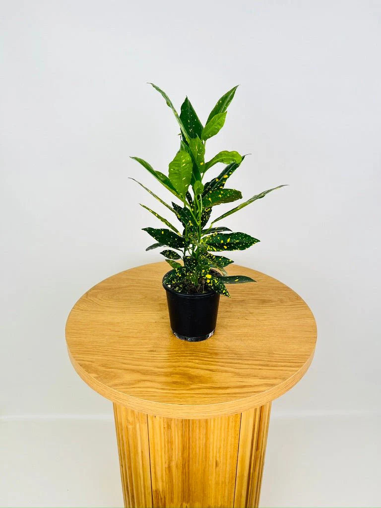 Croton 'Mad Painter' (Codiaeum variegatum) - Medium