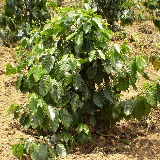 Coffee Blue Mountain Kenya - Ladybird Nursery