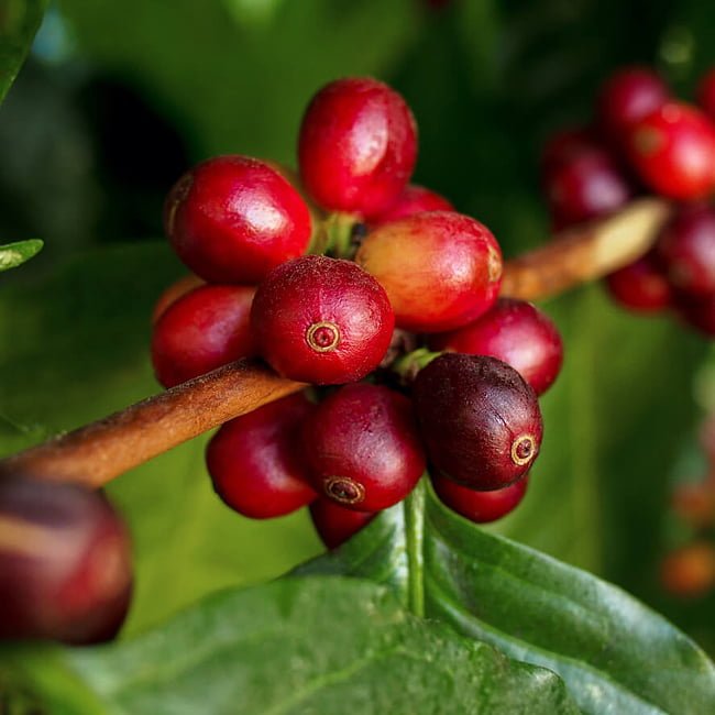Coffee Blue Mountain Kenya - Ladybird Nursery
