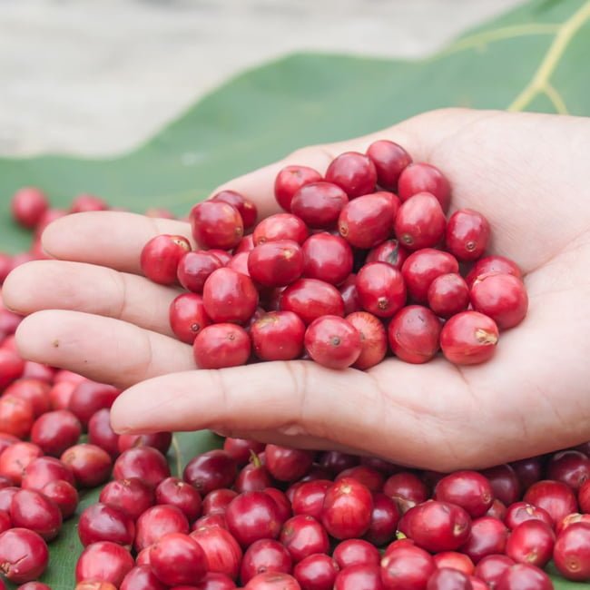 Coffee Blue Mountain Kenya - Ladybird Nursery