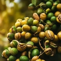 Coffee Gold - Ladybird Nursery