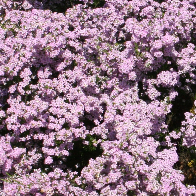 Pink Diosma (Coleonema pulchellum)