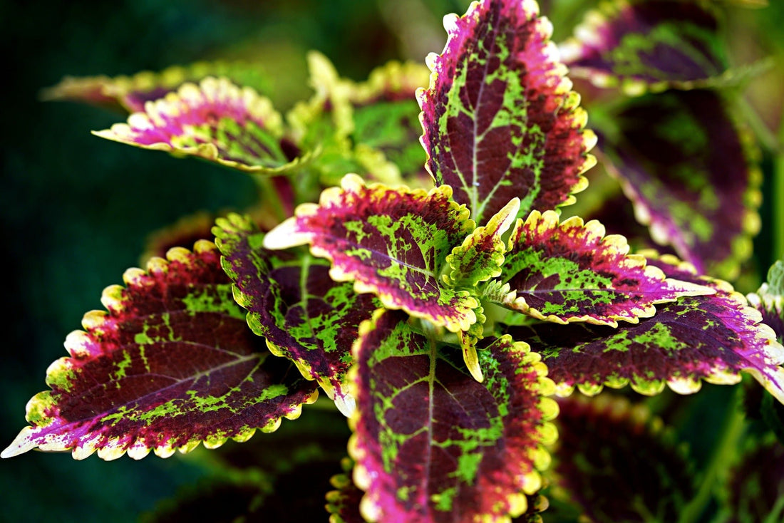 Coleus - Ladybird Nursery