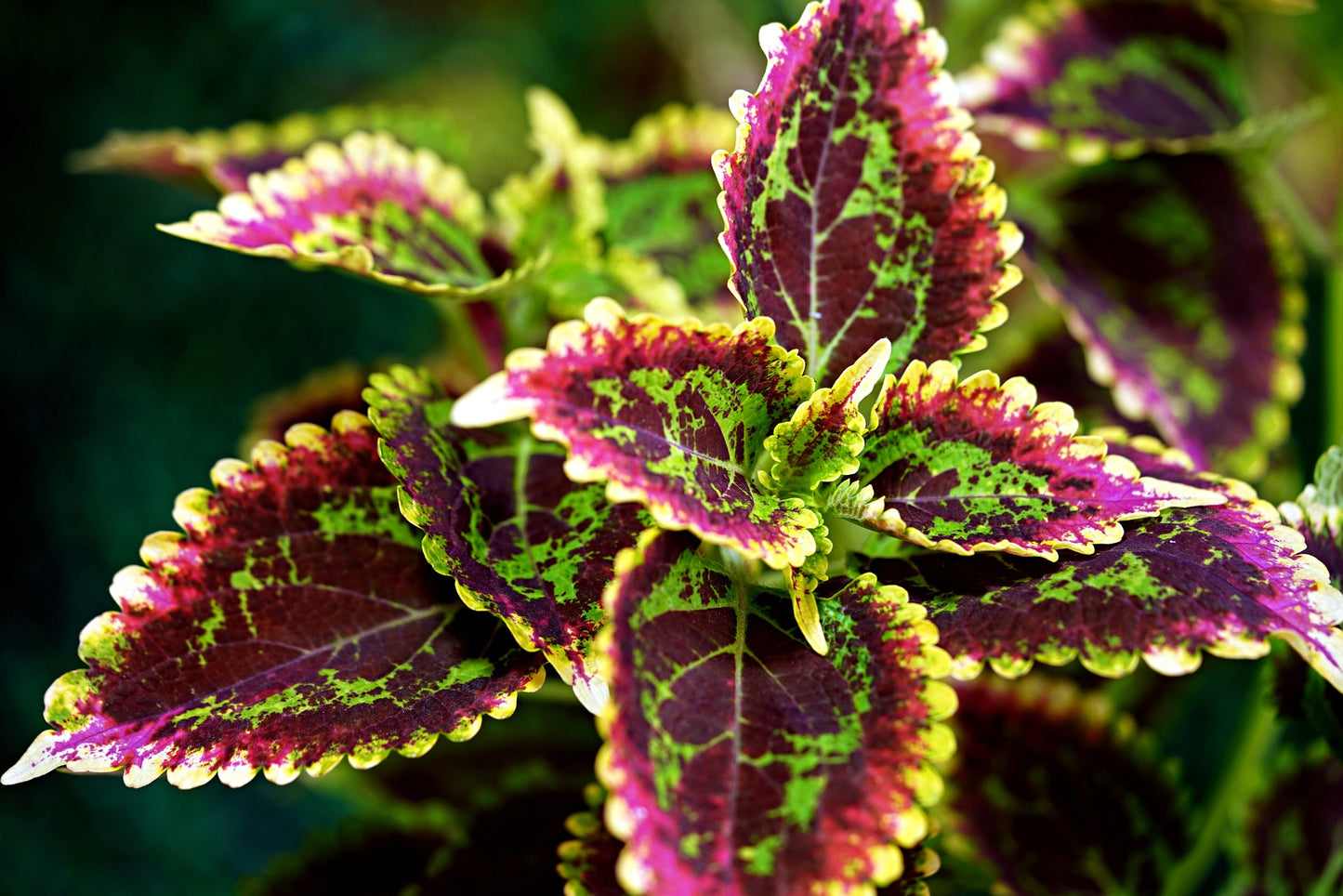 Coleus