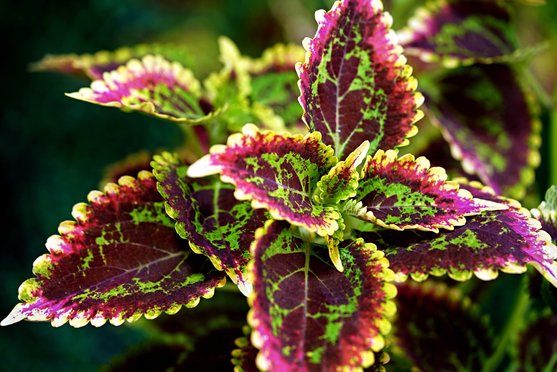 Coleus