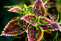 Coleus