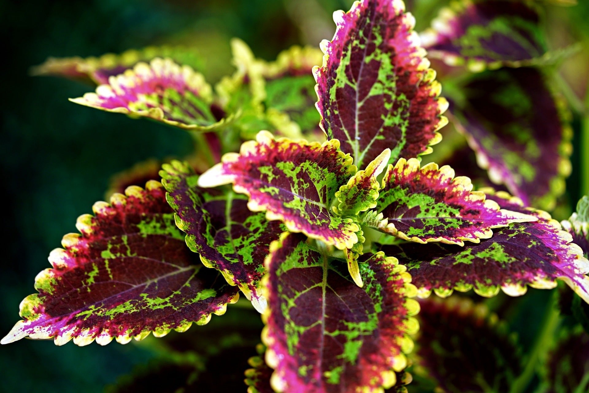 Coleus - Ladybird Nursery