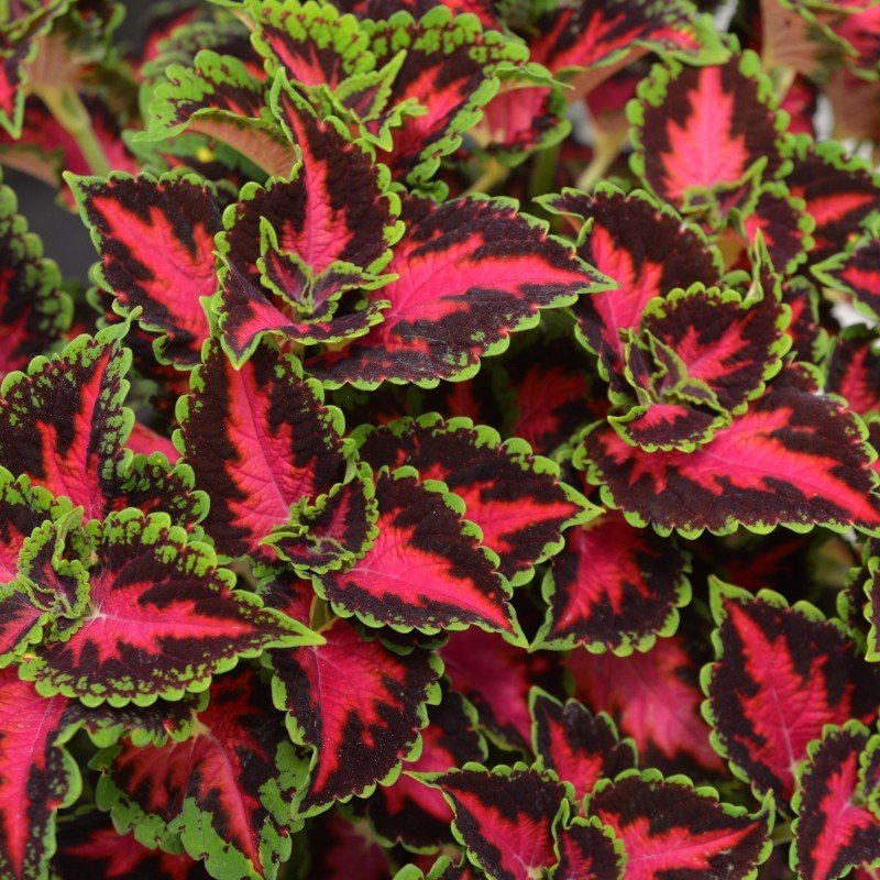 Coleus Heartbreaker - Ladybird Nursery