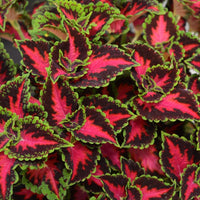Coleus Heartbreaker