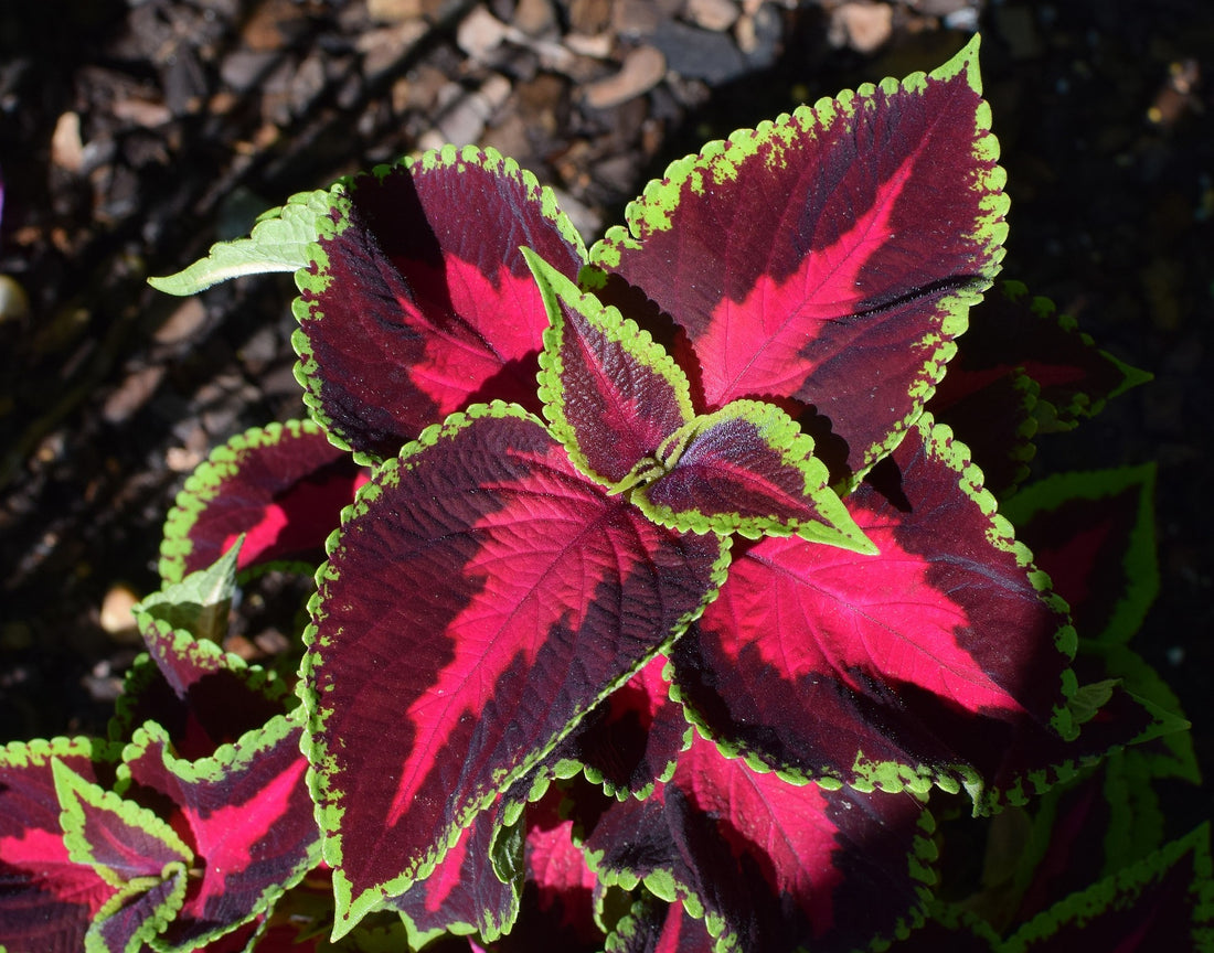 Coleus - Ladybird Nursery