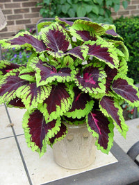 Coleus - Ladybird Nursery