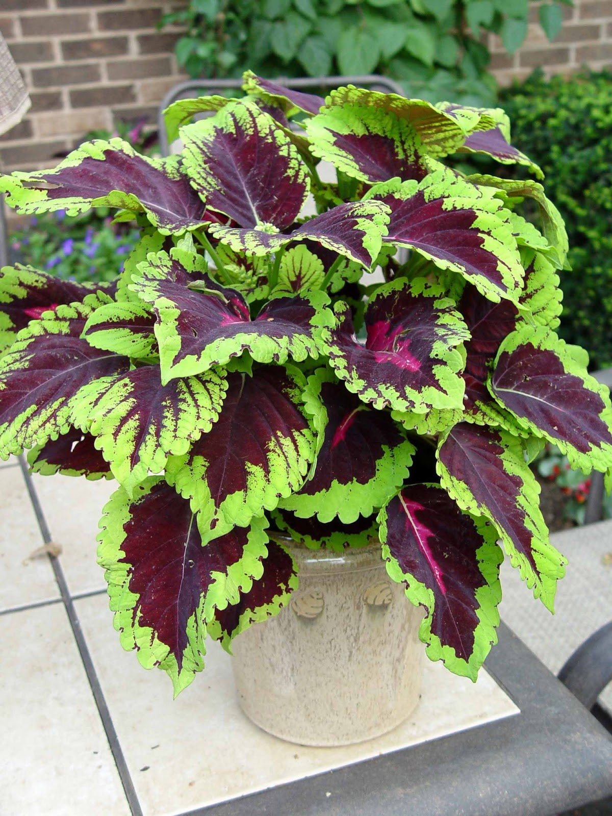 Coleus - Ladybird Nursery