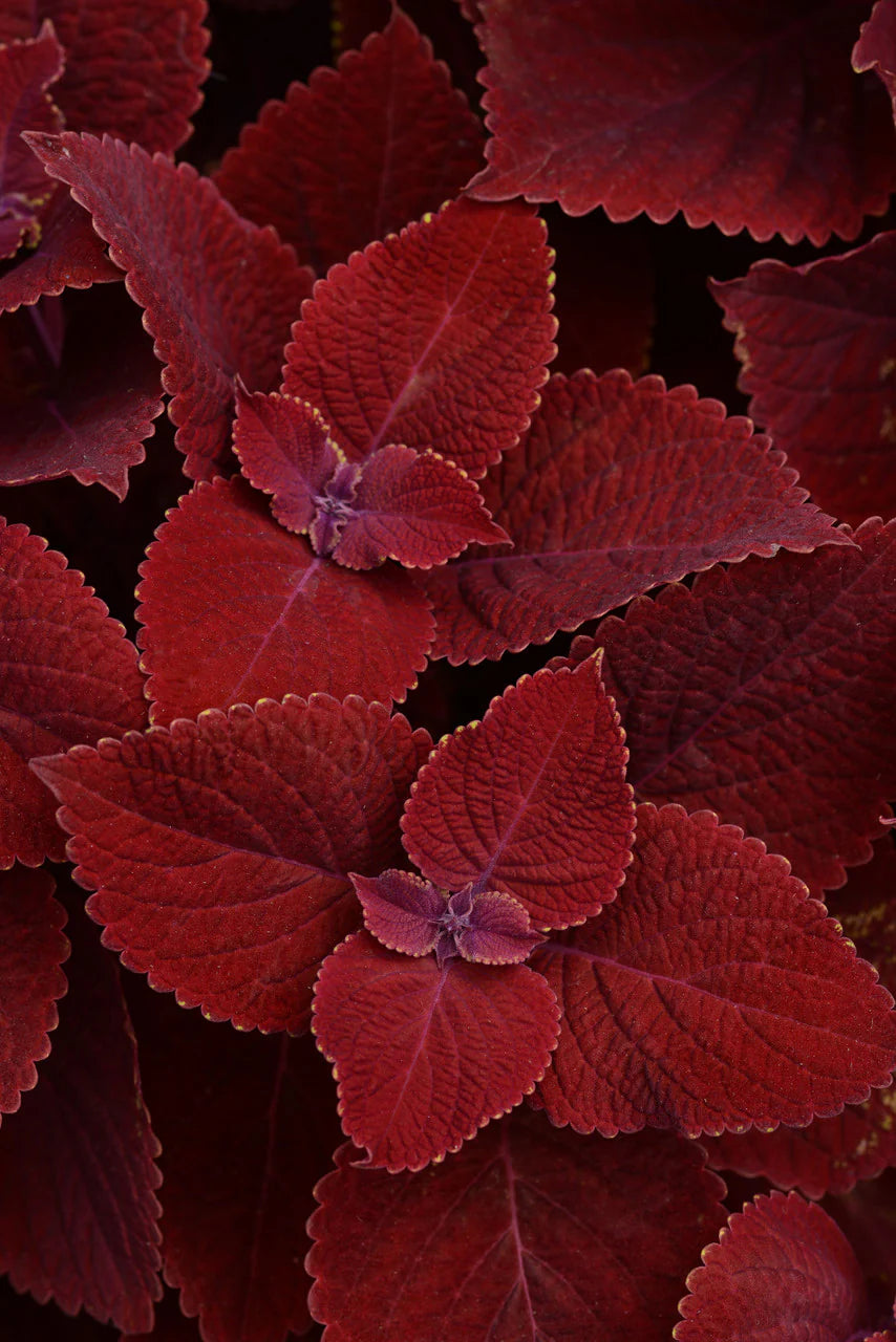 Coleus Ruby Slipper