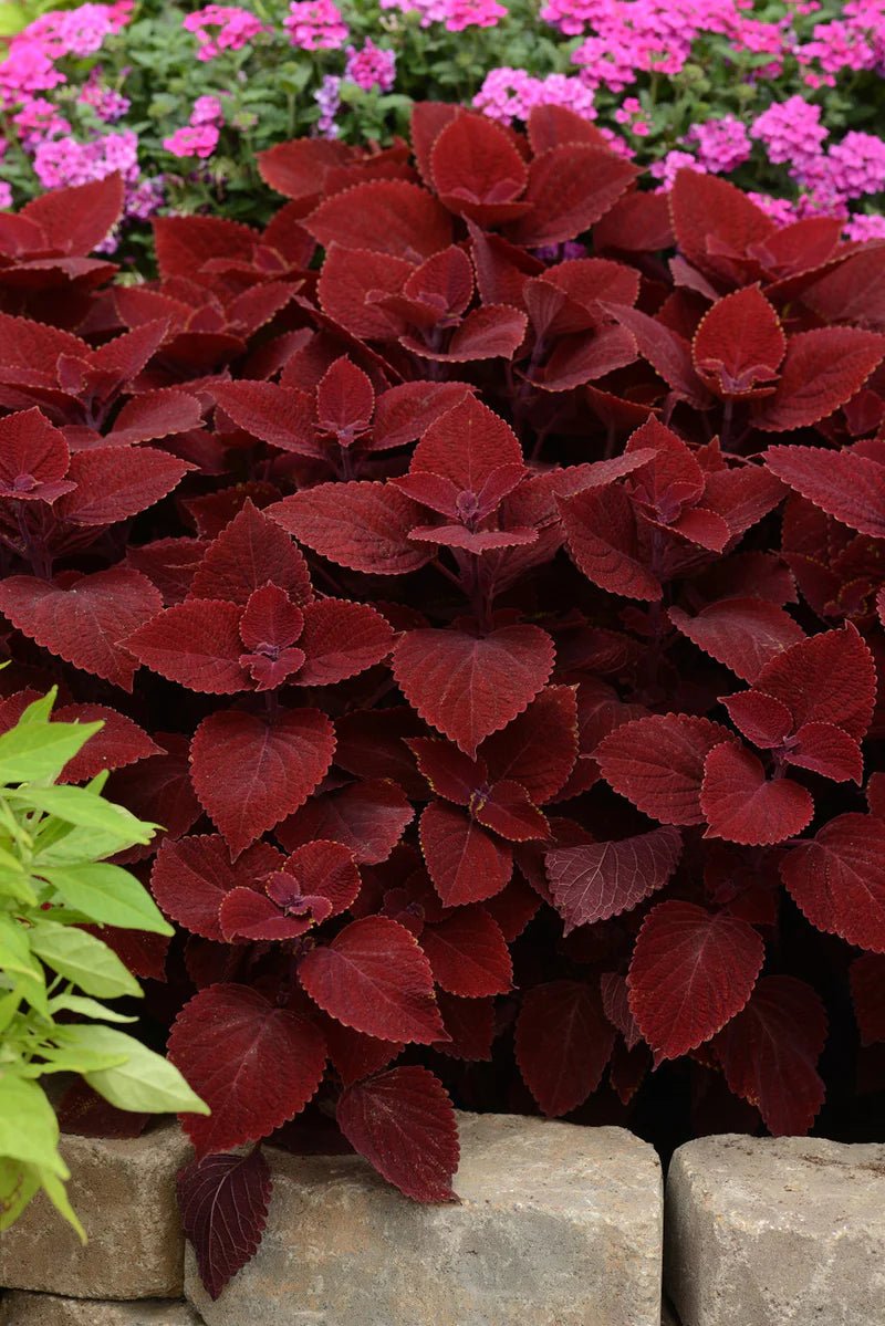 Coleus Ruby Slipper - Ladybird Nursery