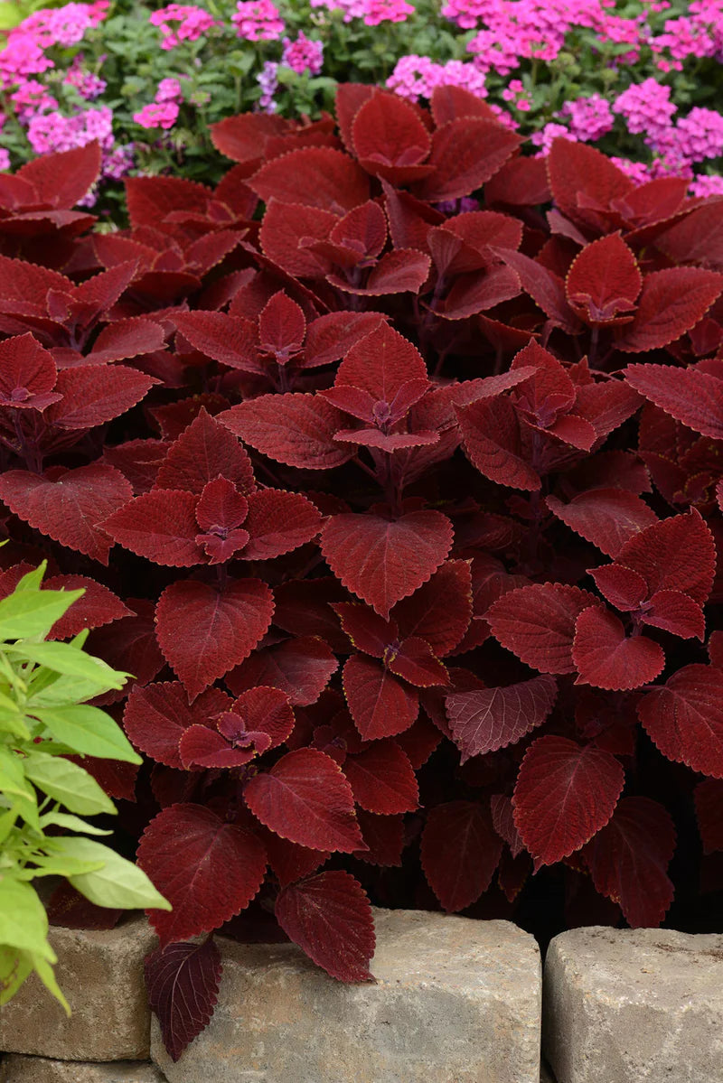 Coleus Ruby Slipper