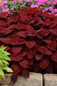Coleus Ruby Slipper