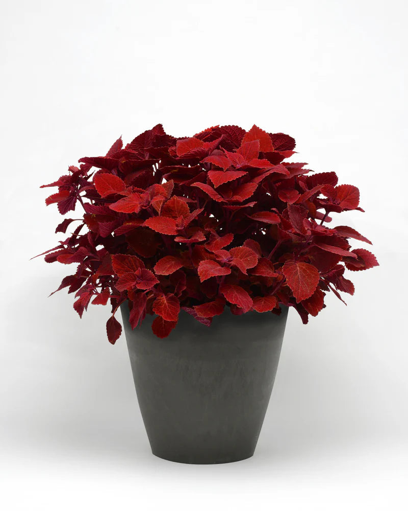 Coleus Ruby Slipper