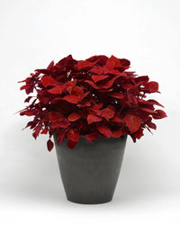 Coleus Ruby Slipper